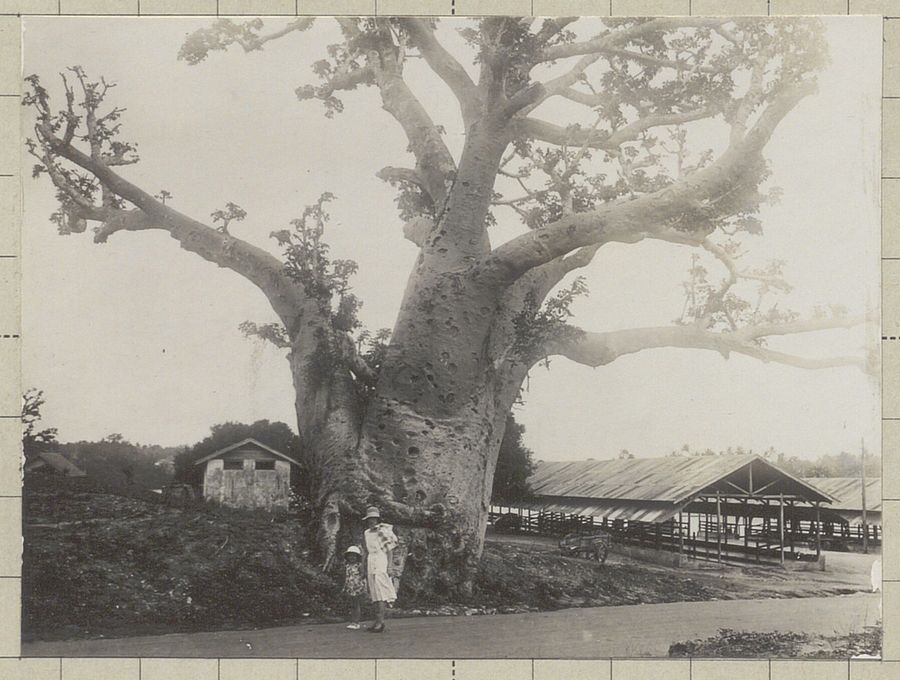 A baobab tree near the coast