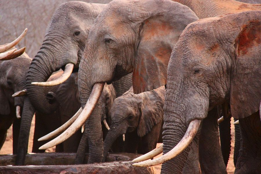 Elephants at a watering hole in Tsavo