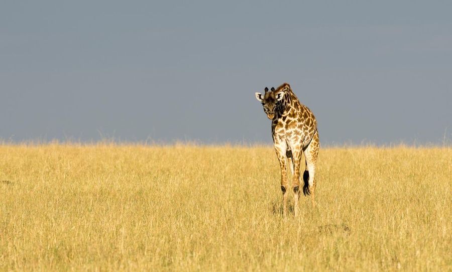 A giraffe on the savannah