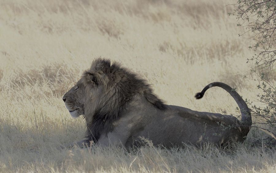 A lion resting in the grass