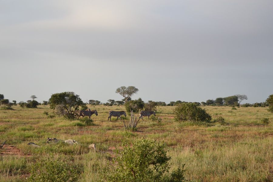 Zebra grazing east of Aruba Dam, Tsavo East