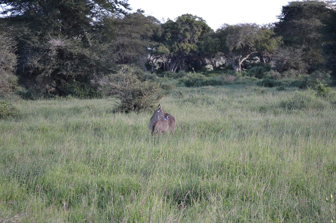 Taita Hills and Ngutuni Overnight