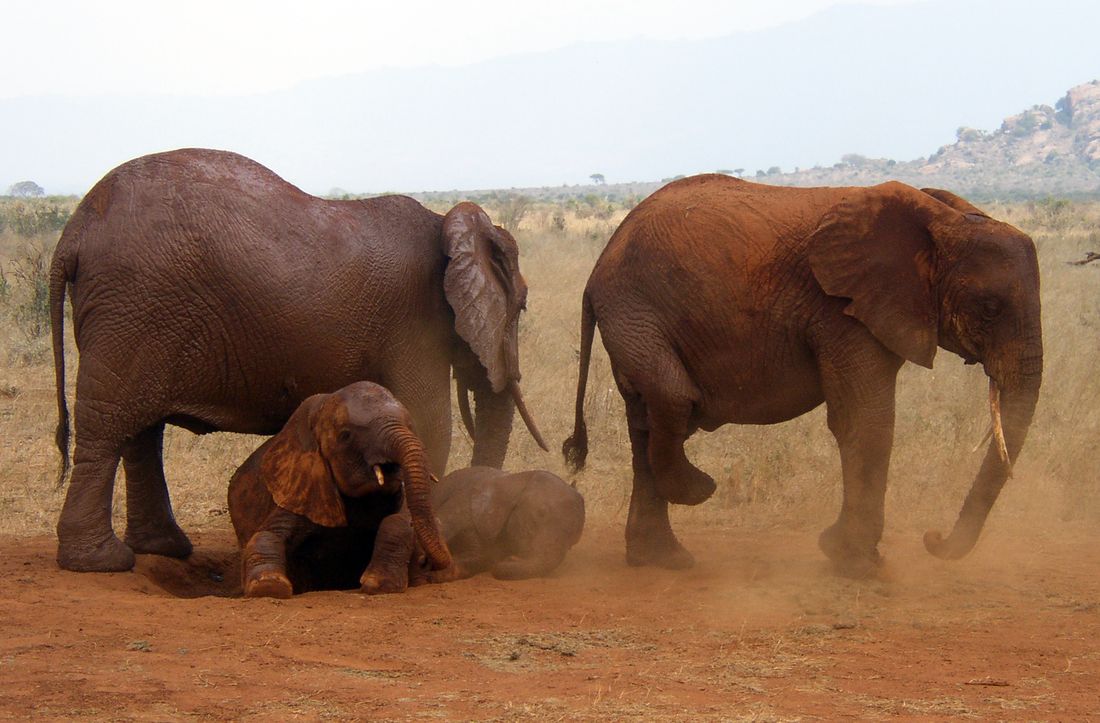 Safari and Tour Planning
